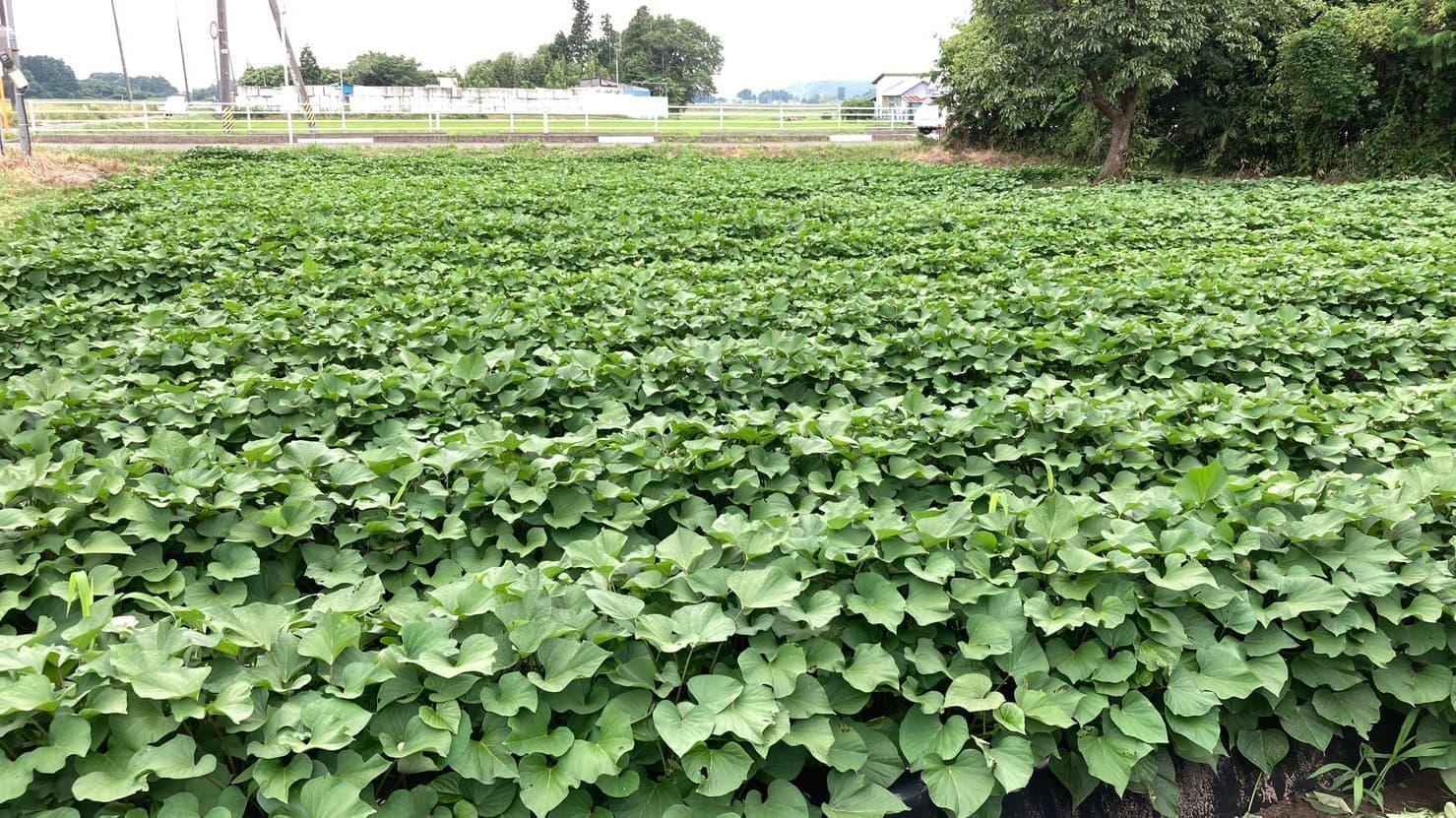 さつまいも.oimoyajack.KANANFARM.石巻市.東松島市.宮城県.農薬不使用栽培.自社生産.スイーツ.キッチンカー.赤井.畑